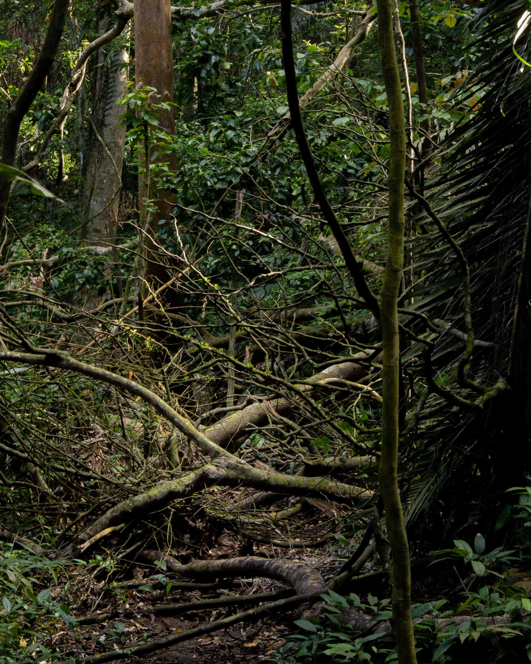Fallen Wood