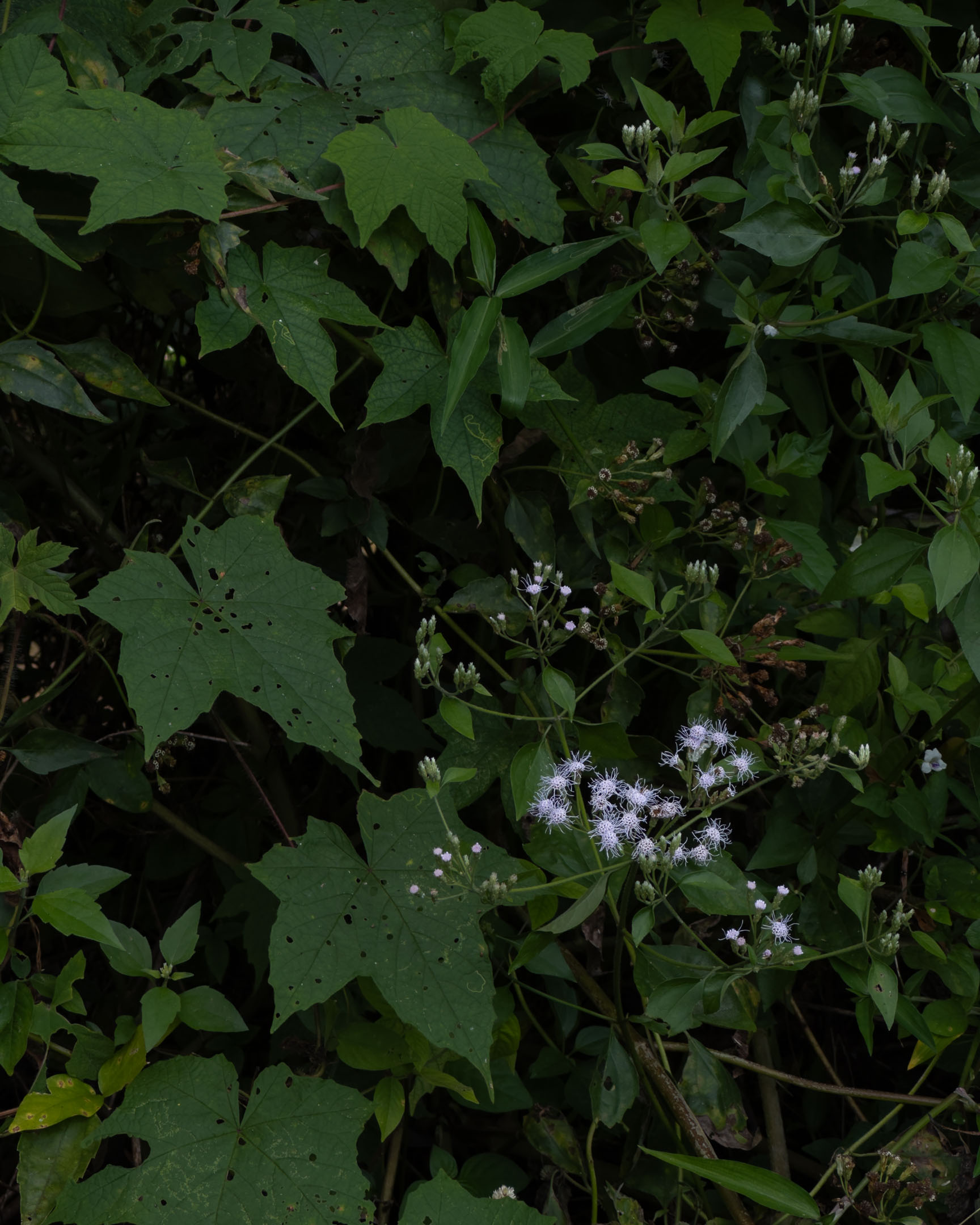 Tiny White Flowers