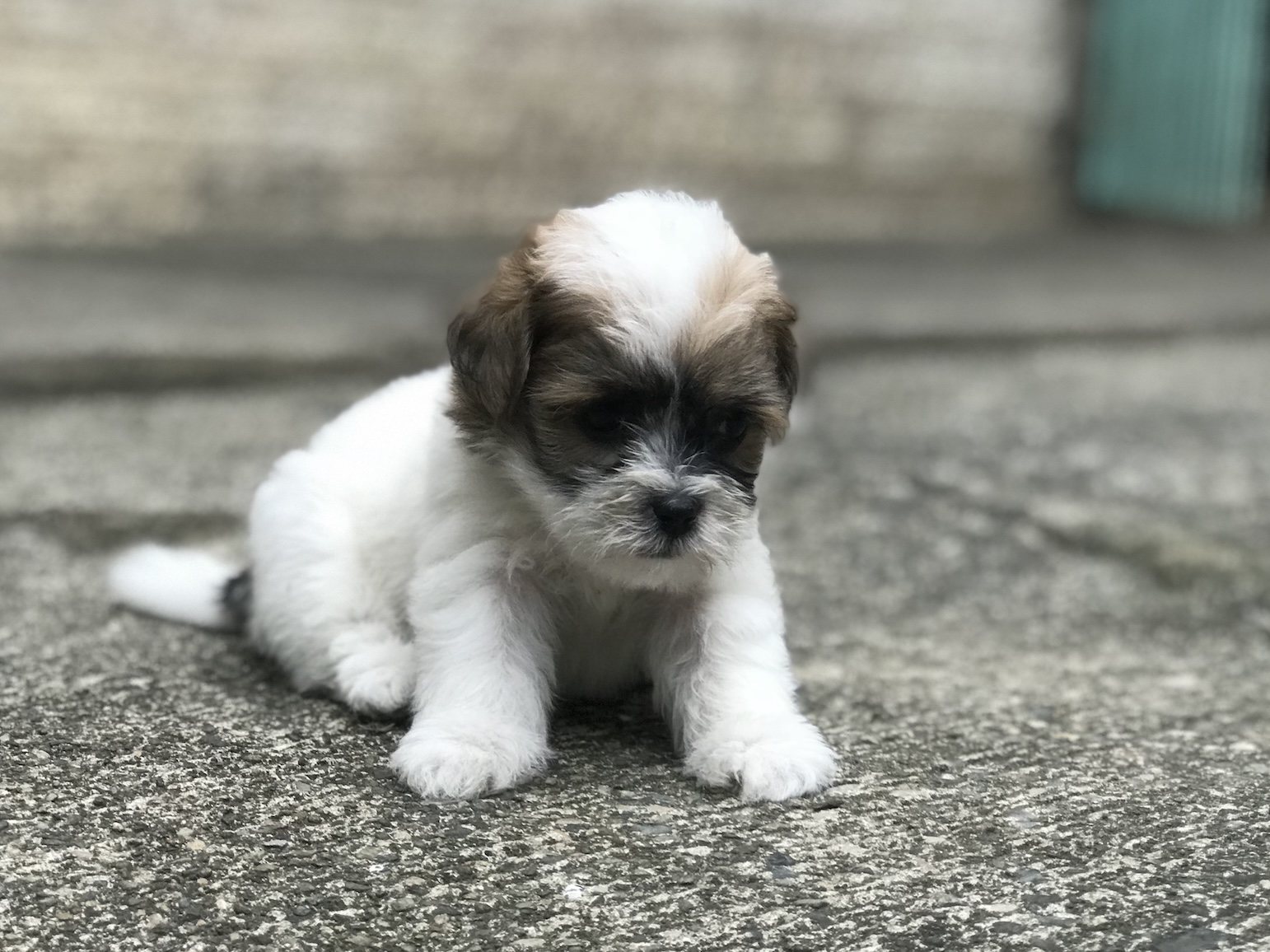 A portrait photo of my dog Chikako, just a few weeks after she was born in 2017, taken using the portrait mode of the iPhone 7 Plus. Chikako