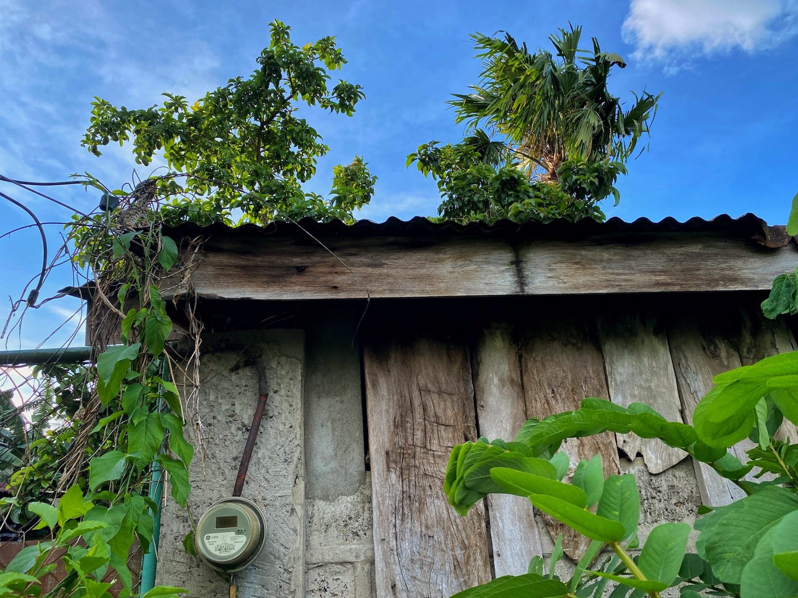 Sky, trees, roof, meter Electric meter and roof